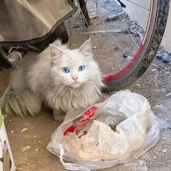 全世界唯一一只世界上最大的猫,世界上最小的体型最大的猫