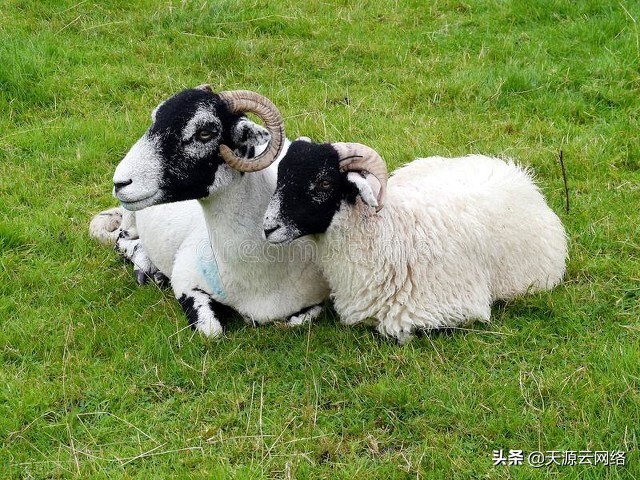 养羊技术羊口疮,养羊为什么那么多羊痘