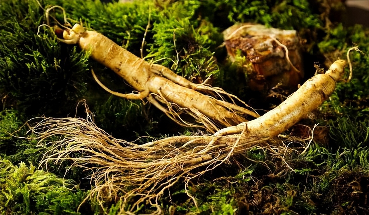 补气用人参好还是西洋参好,西洋参补气有没有人参补气强