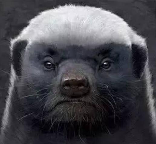 大鹅和平头哥,平头哥最新比赛谁赢了