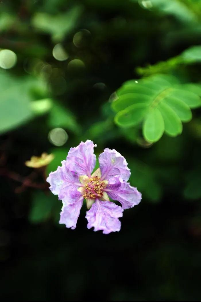 紫薇花壁纸高清全屏,唯美紫壁纸