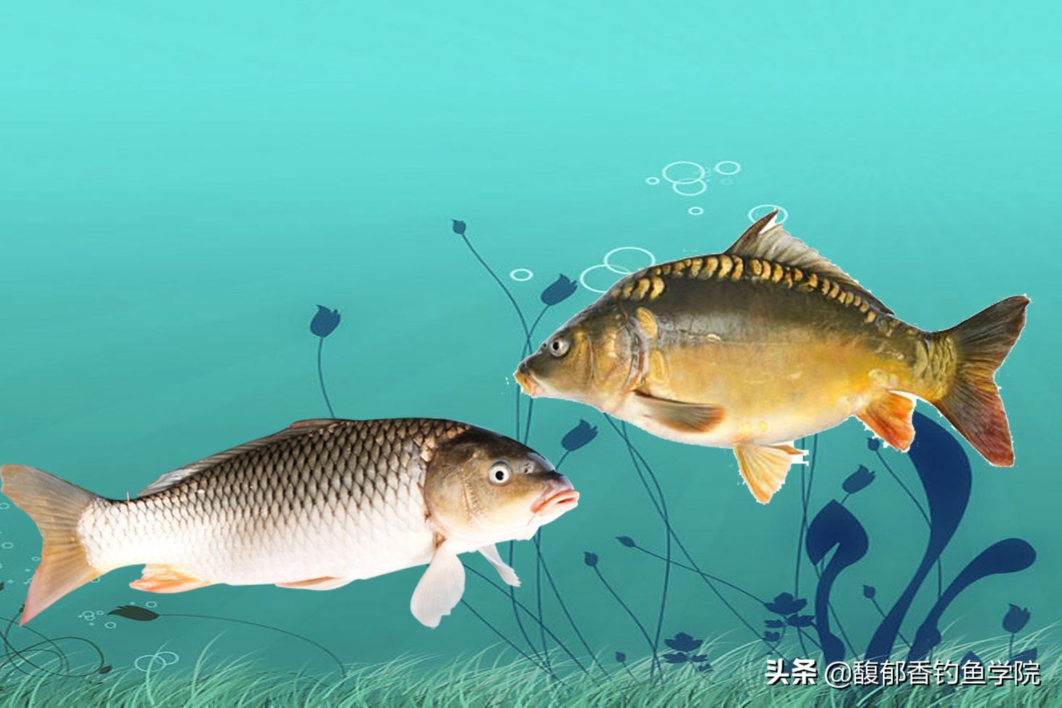 有的鱼饵烧手是怎么回事,哪种鱼饵不烧手