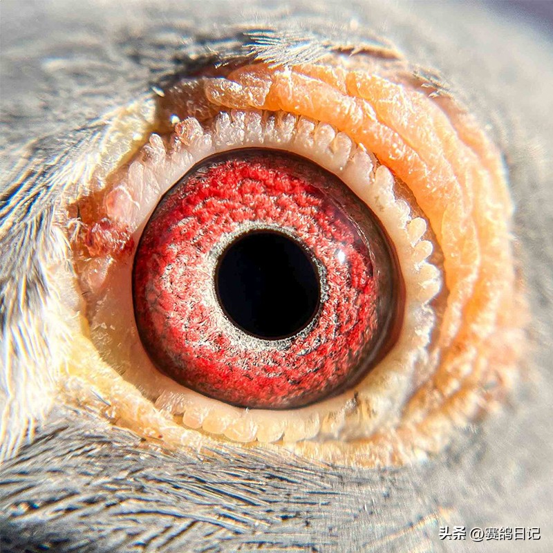 各大公棚冠军鸽,维多利亚公棚