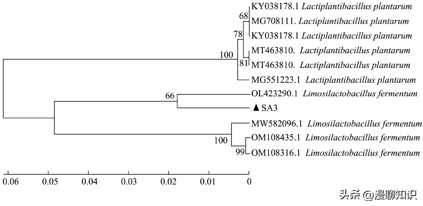 抑制幽门螺旋杆菌的乳酸菌,抑制幽门螺杆菌的乳酸菌