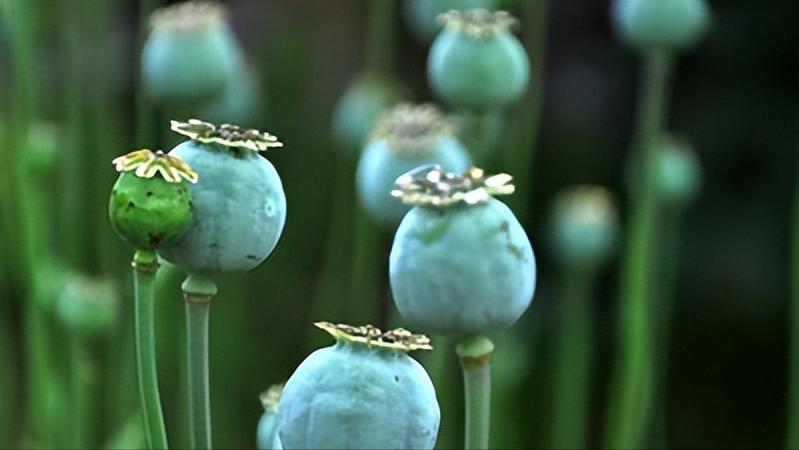 复方甘草片和易坦静哪个化痰好,复方甘草片可以止咳化痰平喘吗