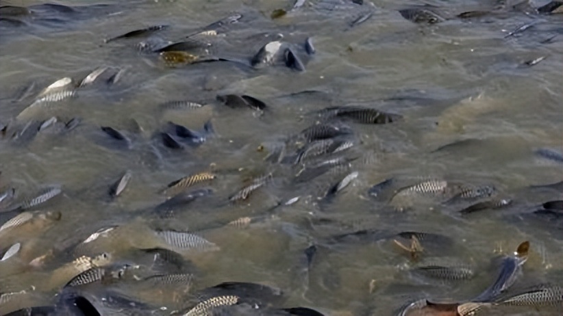 水产养殖纳米银哪个牌子最好,使用纳米银对鱼苗有没有伤害