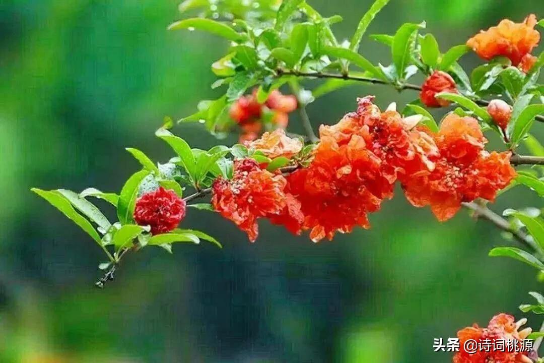 荷风有意透轩窗，夏夜芙蓉着艳妆：夏之韵七绝，月辉清韵透荷香