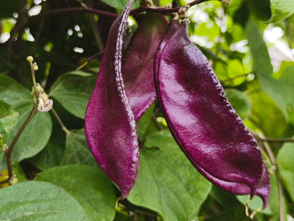 它叫扁豆，在农村常不被人重视，却被称为“豆中之王”，你爱吃吗