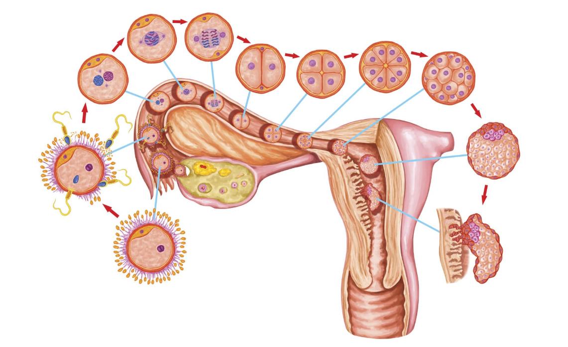 来月经一般第几天干净,月经周期一般多少天干净才正常