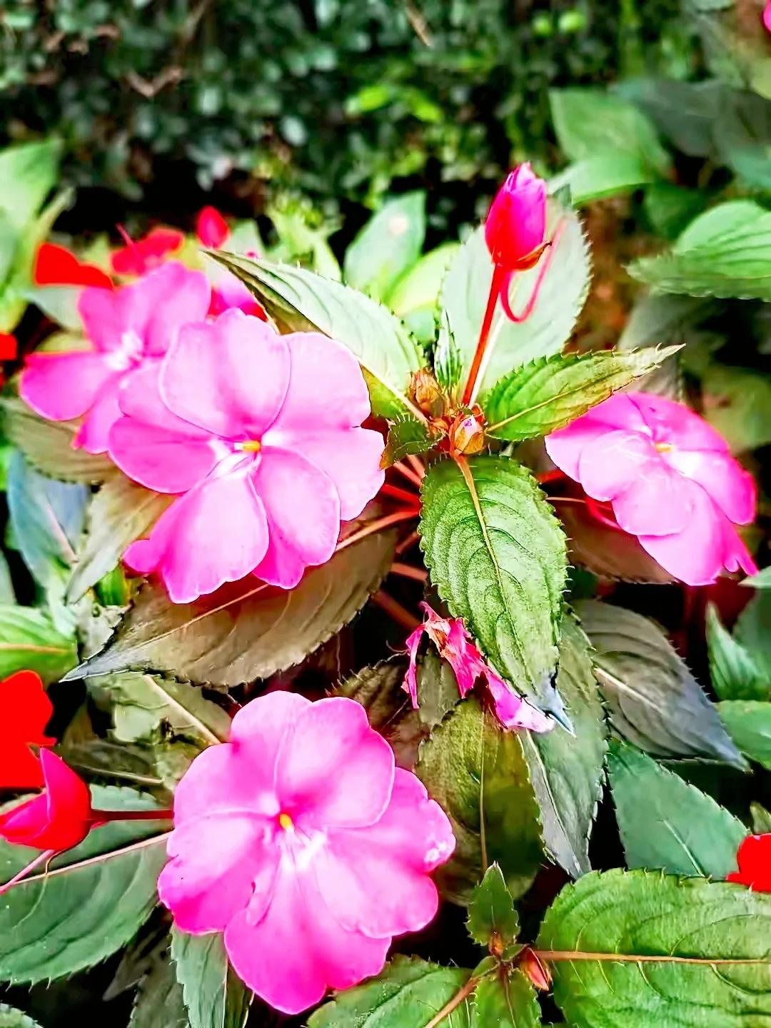 美丽五颜六色的凤仙花,七月最美的花景视频素材