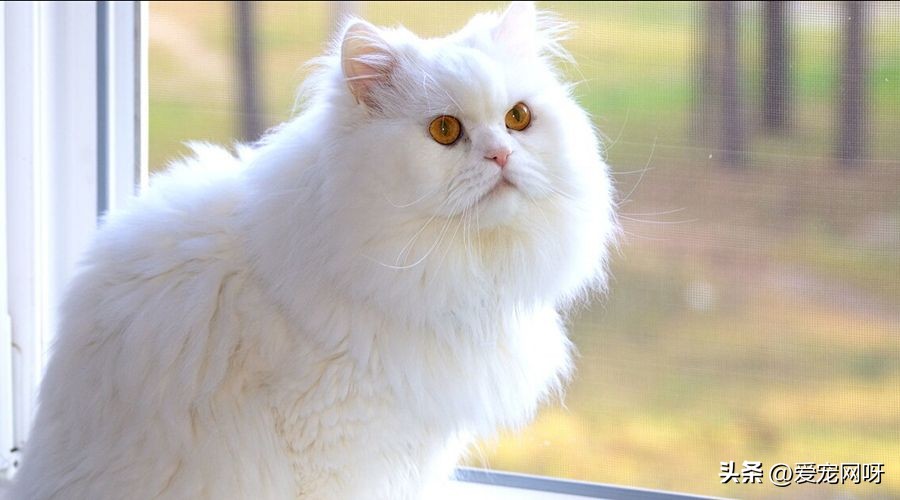 玳瑁猫咪是什么品种,猫咪品种大全及图片