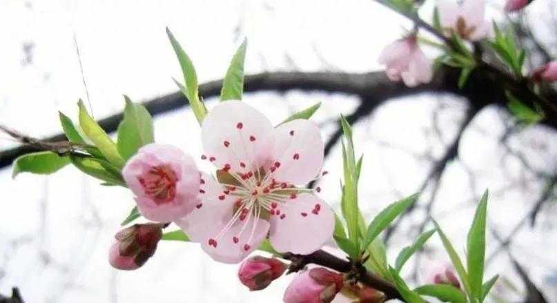 桃树的故乡是哪里？桃花代表着哪些象征意义？