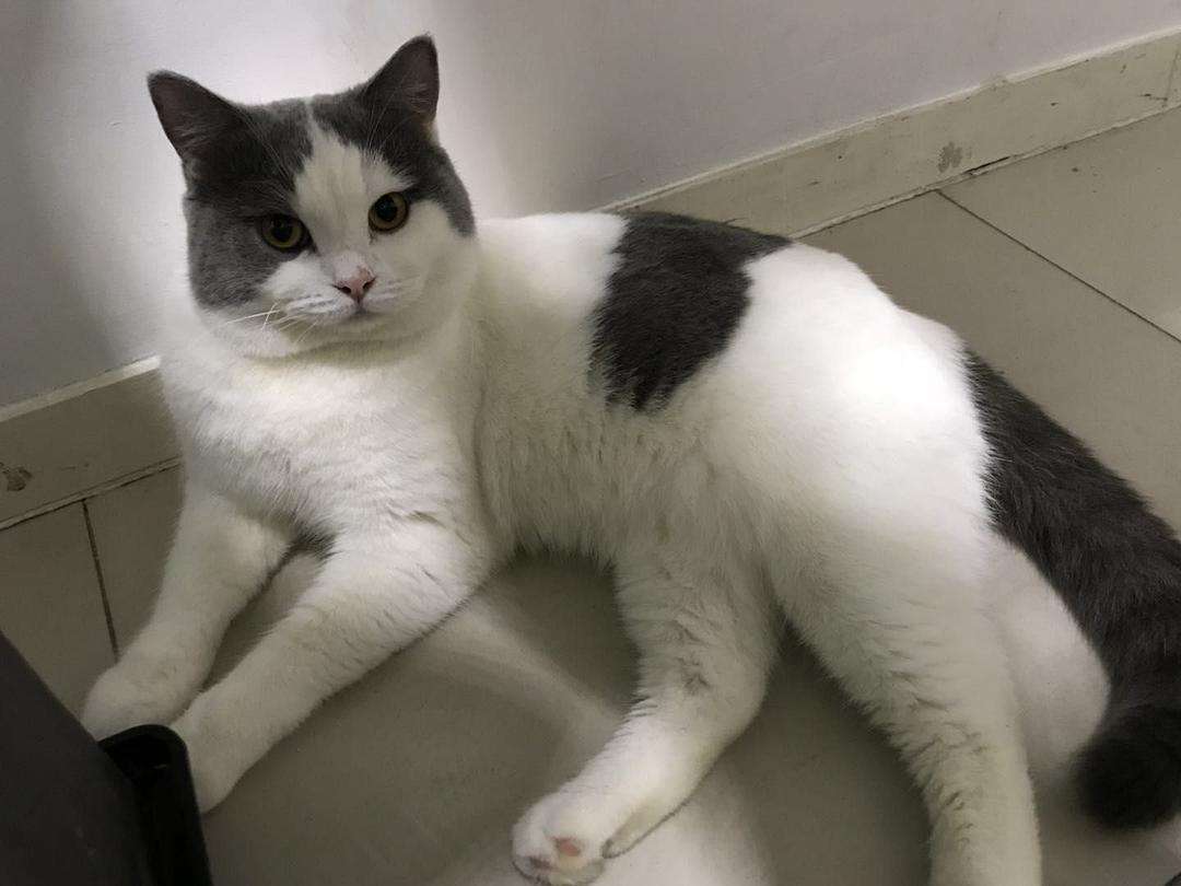 猫咪胃炎出血怎么治疗最好,猫咪肠胃炎的表现症状有哪些