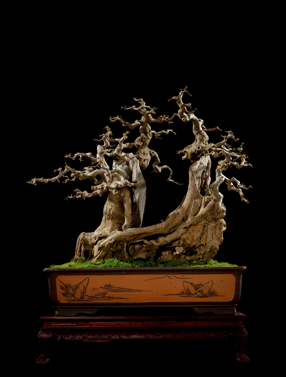 对节白蜡丛林盆景的排布法则,适合新手玩的盆景