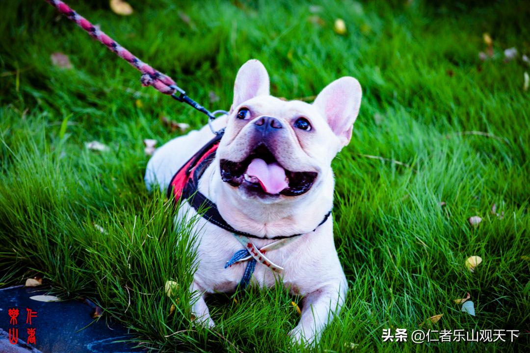 最后的摇曳——只为那绳命的回晃