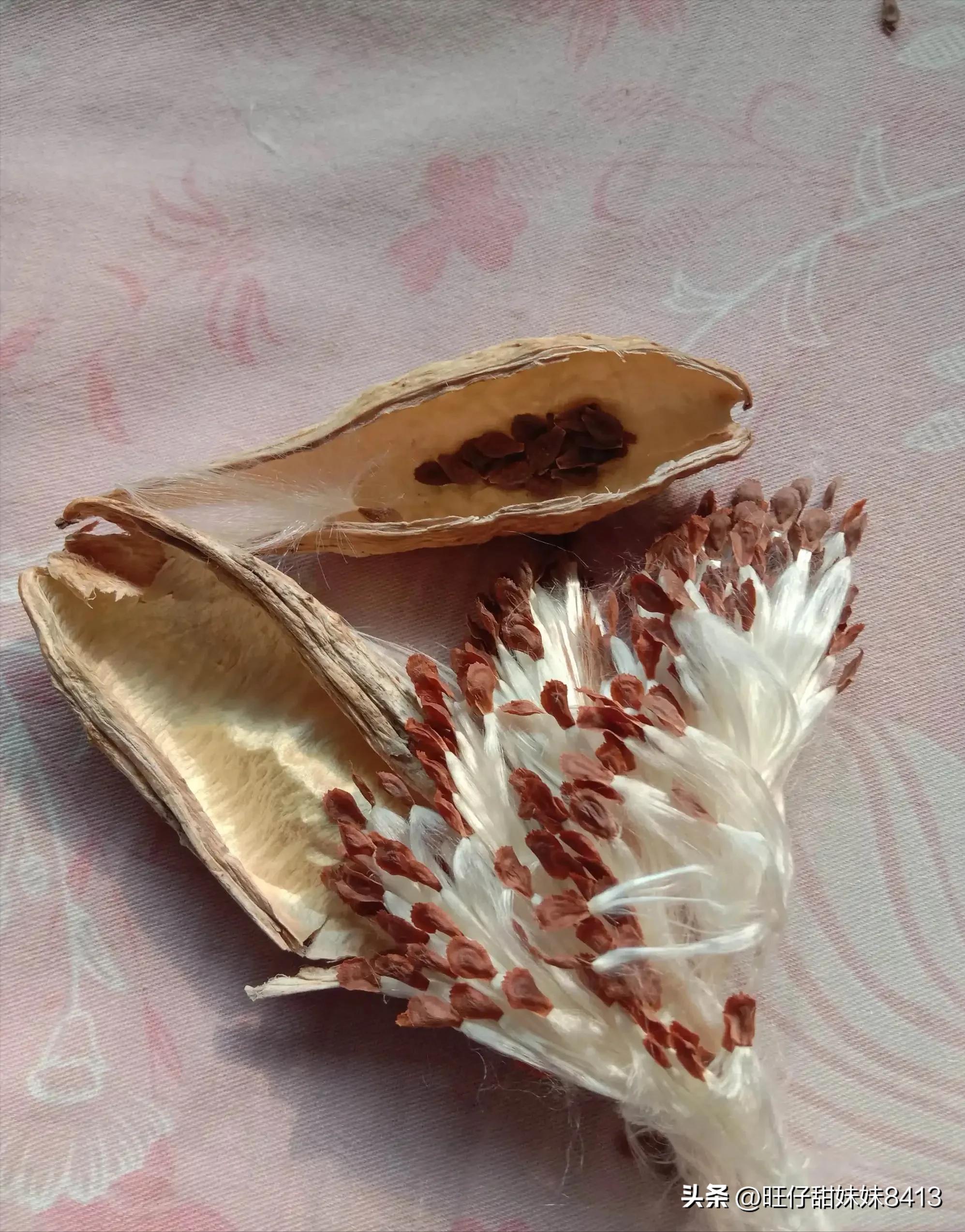 农村消失的水果,农村才能吃到的十种水果