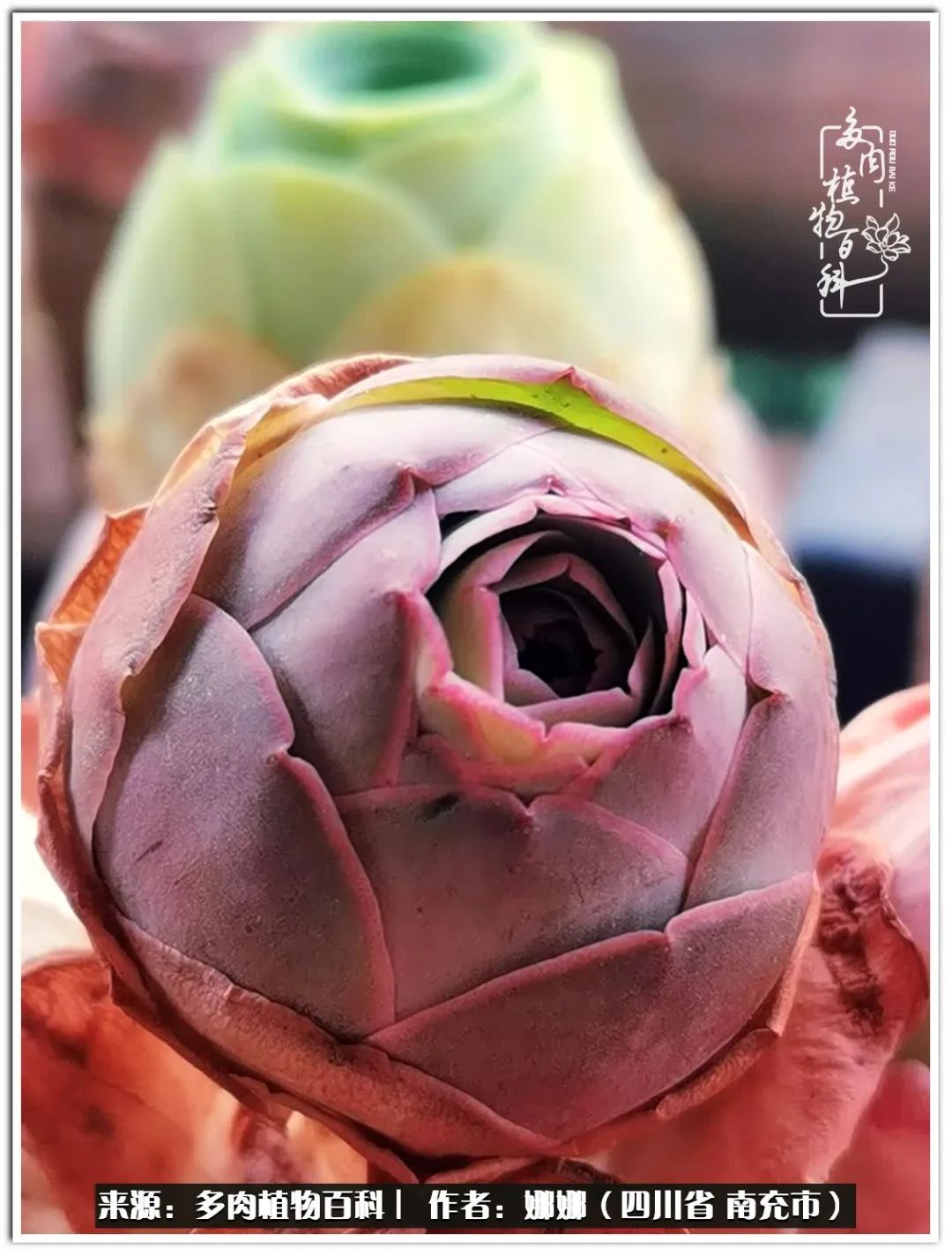 带刺的玫瑰阳台多肉,开花的玫瑰多肉