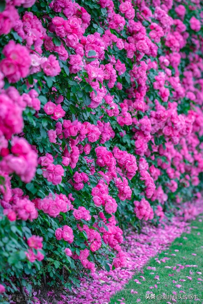 生如夏花灿烂的时候,生如夏花绚烂绽放歌曲视频