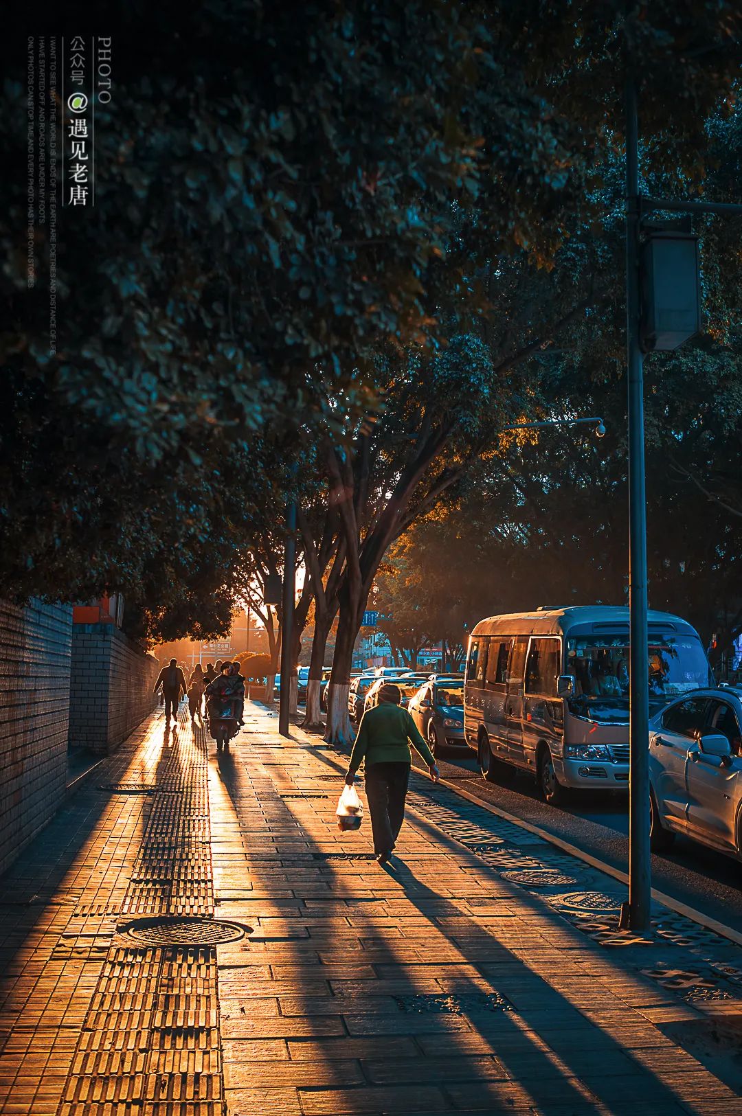 攀枝花是一种什么花,什么是攀枝花铁树
