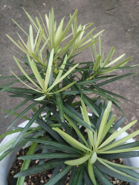 丝芙兰真假鉴定方法,丝兰提取物是什么