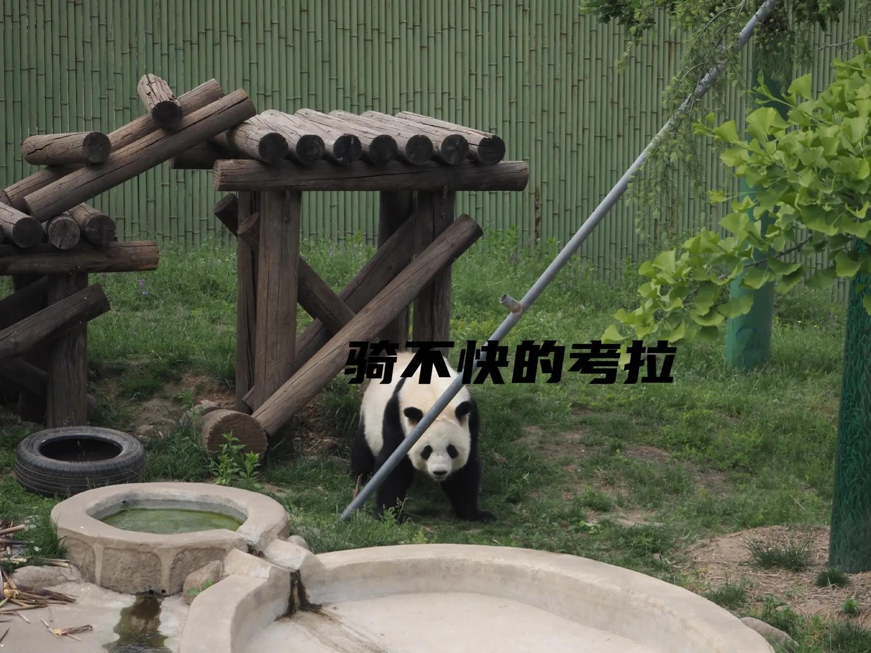 秦岭四宝大熊猫羚牛朱鹮金丝猴 (秦岭四宝科学公园多少大熊猫)