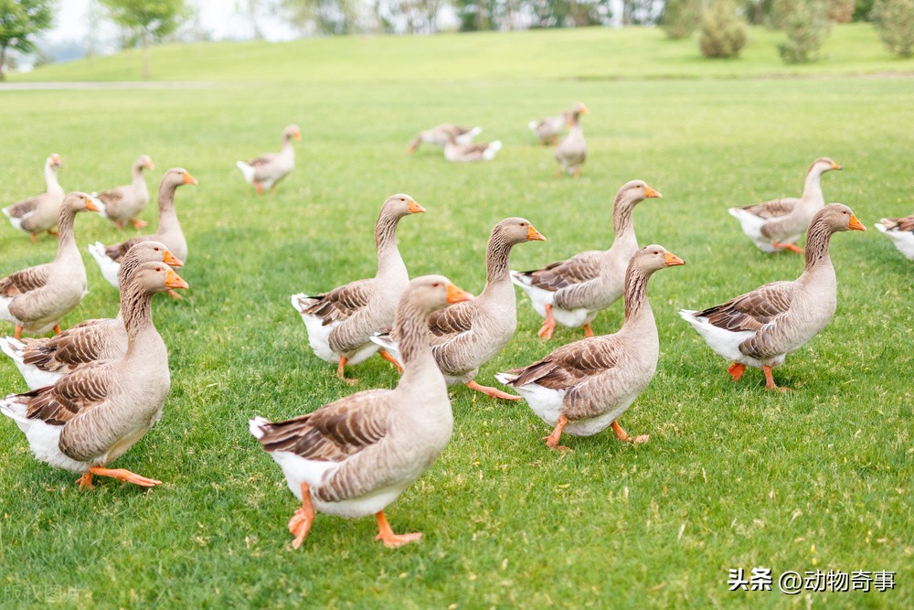 30多年前，为了抓住一只二三十斤的狡猾硕鼠，三爷爷把房子点了