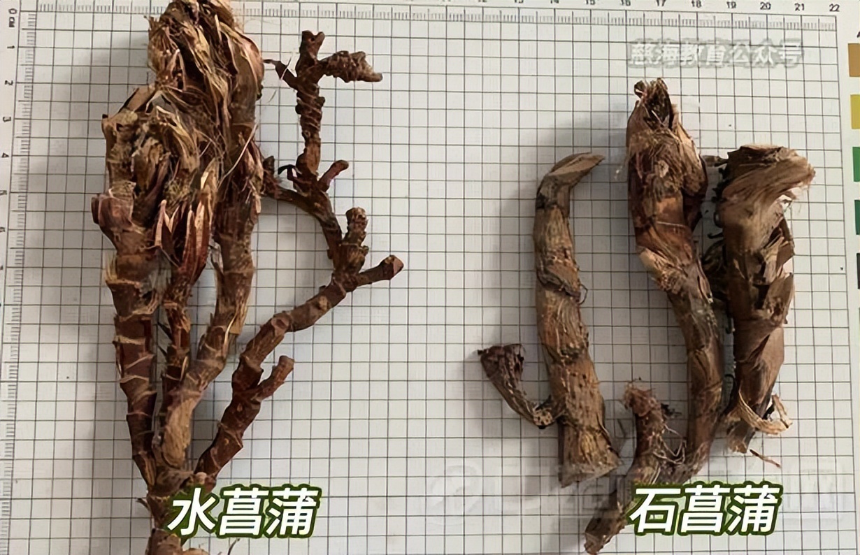 每天学习一味中药白矾,每天学习一味中药石菖蒲