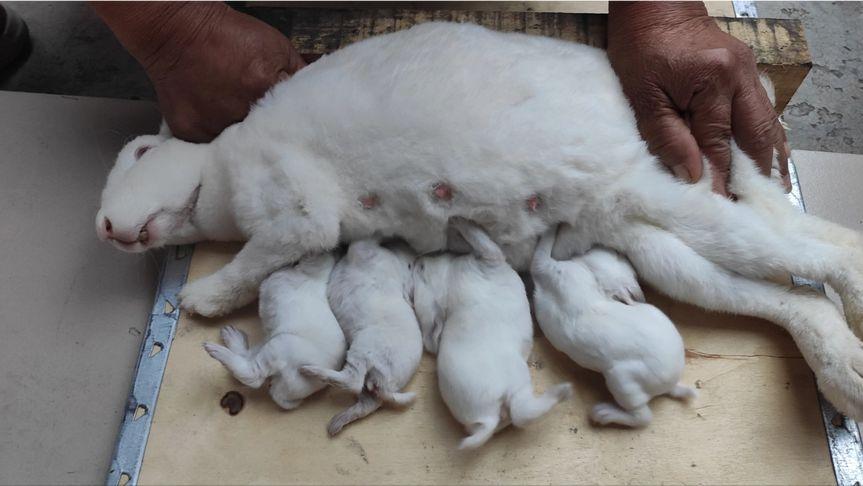 刚生下来的兔仔怎么管理,刚出生兔仔怎么人工喂养