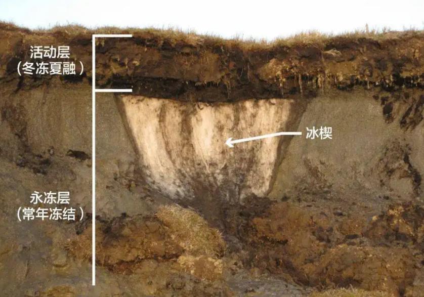 科学家复活潘多拉病毒 (人们为什么要复活潘多拉病毒)