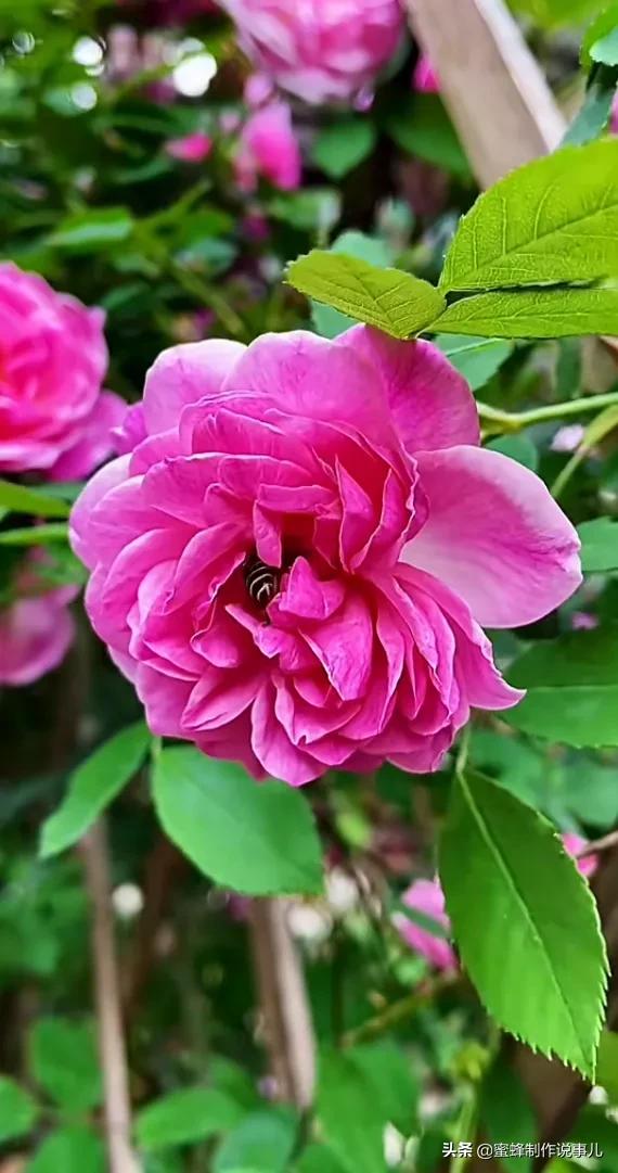 鸟语花香百花争艳让人陶醉,宁静祥和鸟语花香