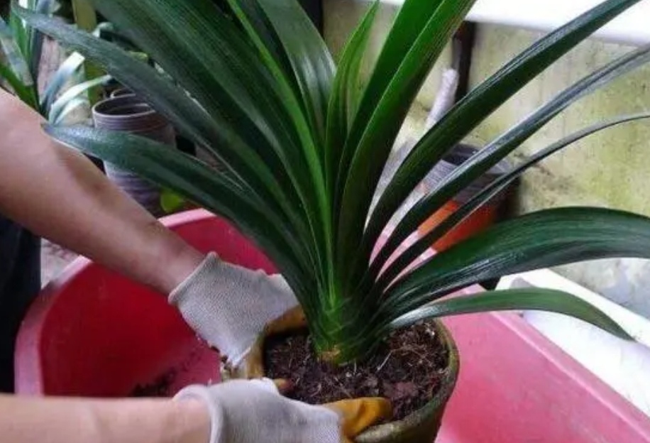 君子兰换盆注意事项及管理,在给君子兰换盆时你的方法正确吗