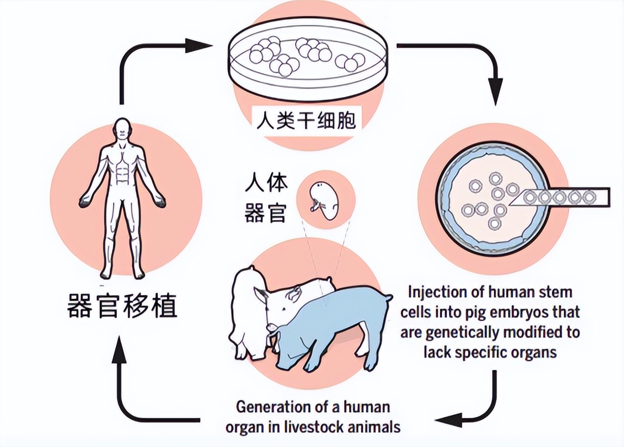 人兽真能杂交，日本批准“人兽杂交胚胎”实验，是福是祸？
