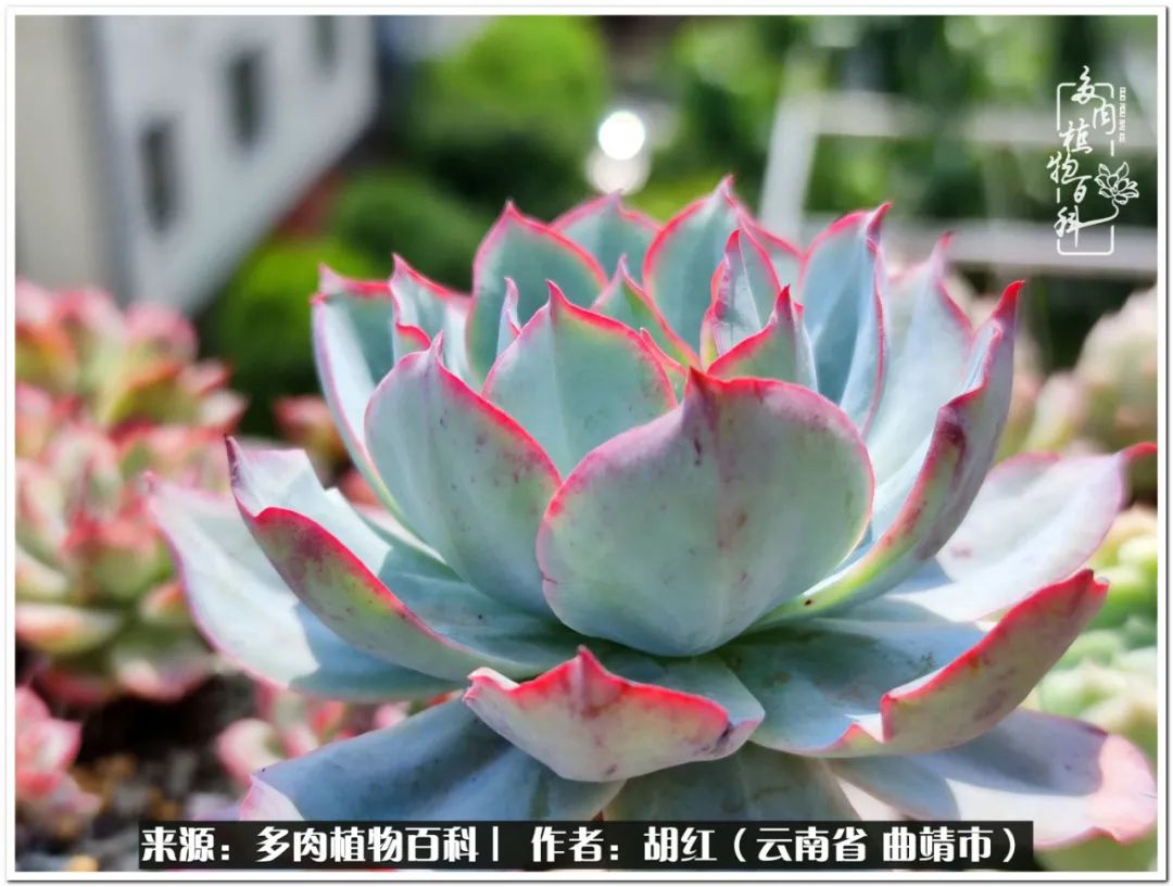 多肉植物里的糖,多肉生活的调味剂