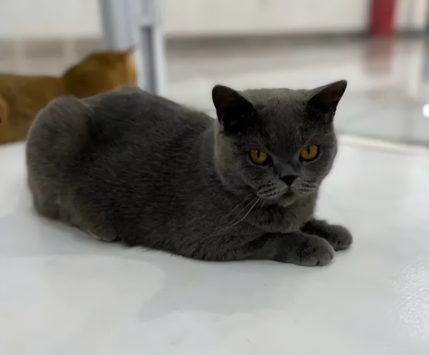 北青探店|创新百分百！这间“实验室”有各种DIY手工还能撸猫