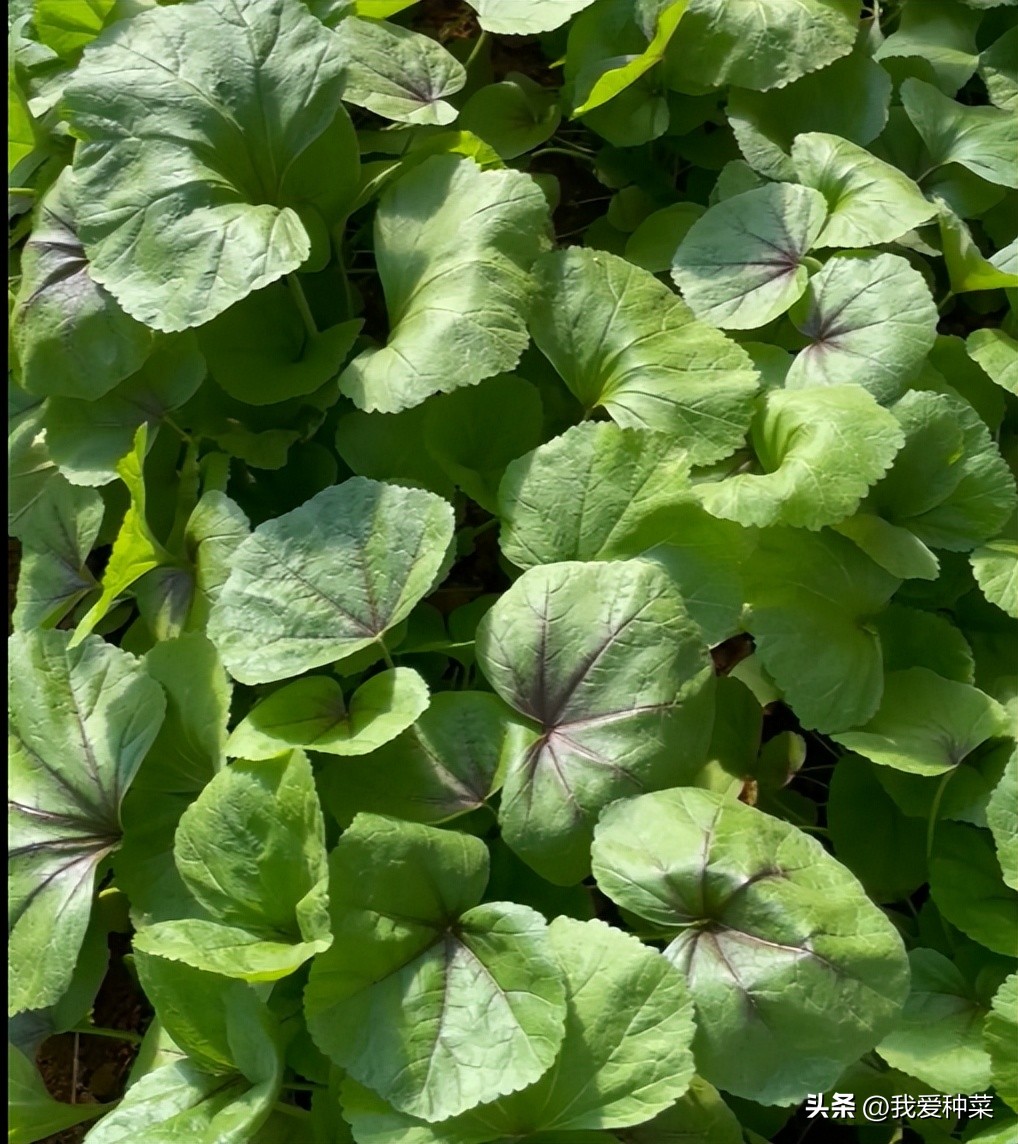 冬葵的种植季节,冬寒菜是蜀葵吗