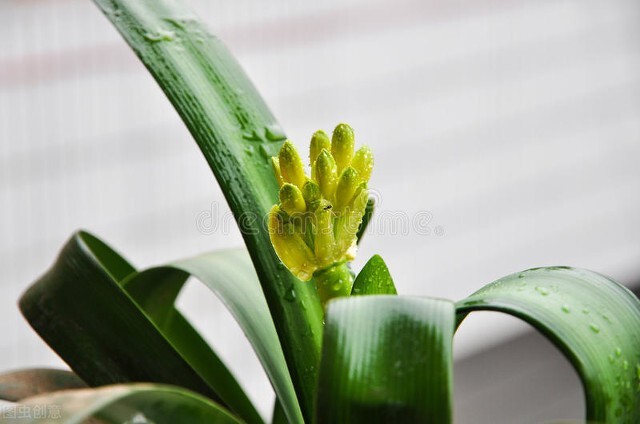 每天认识一种君子兰,君子兰彩兰植料