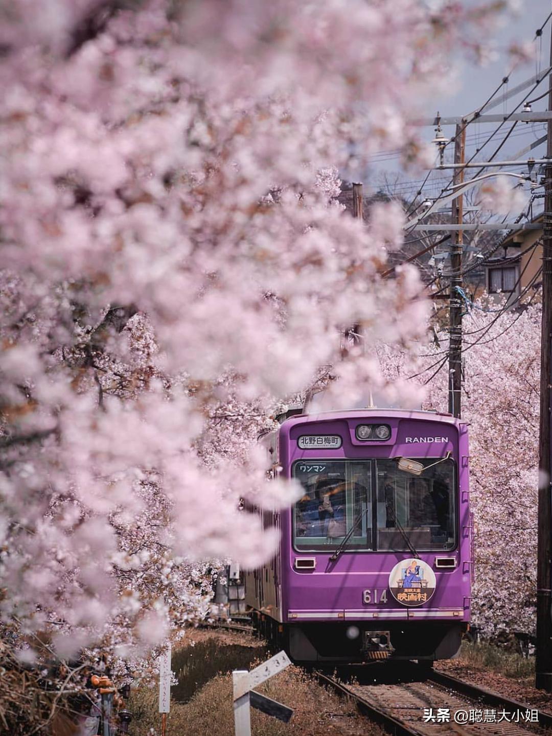 日本樱花花海浪漫之旅,日本旅游看樱花之旅攻略