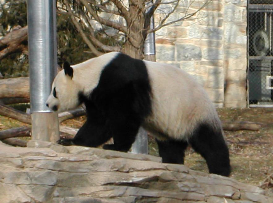 全球仅剩三只的中国神兽,全球只有三只的神兽
