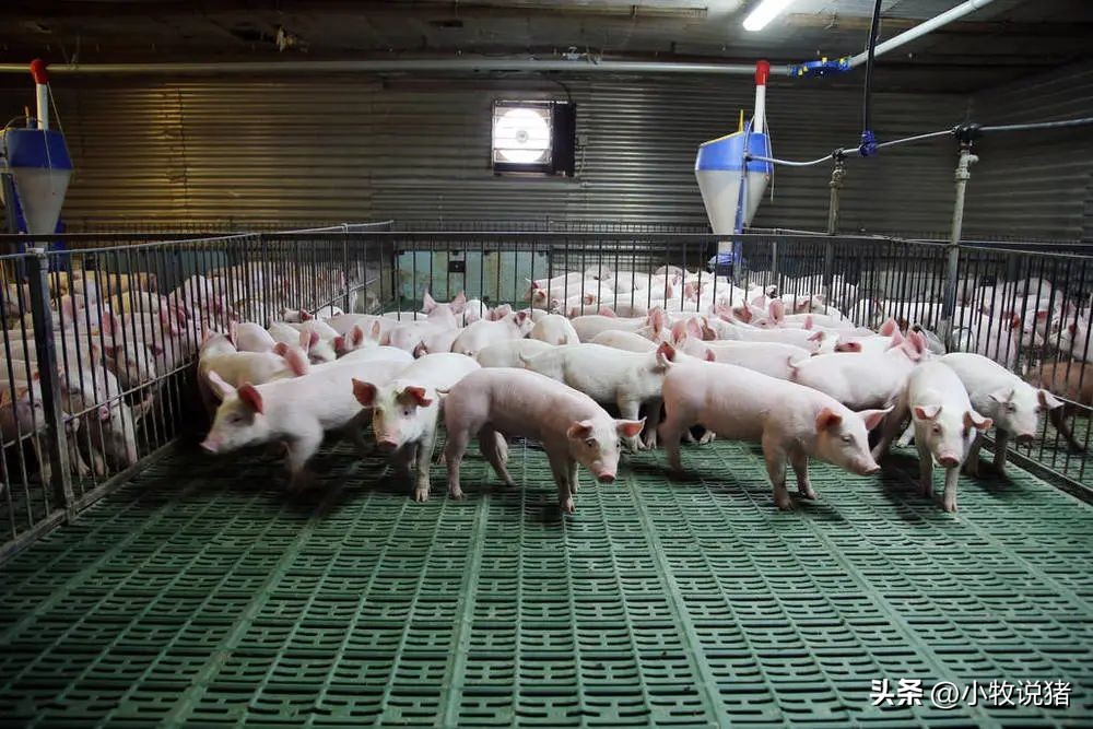 未来几年养猪会好赚钱吗,未来三年在农村养猪还能赚钱吗