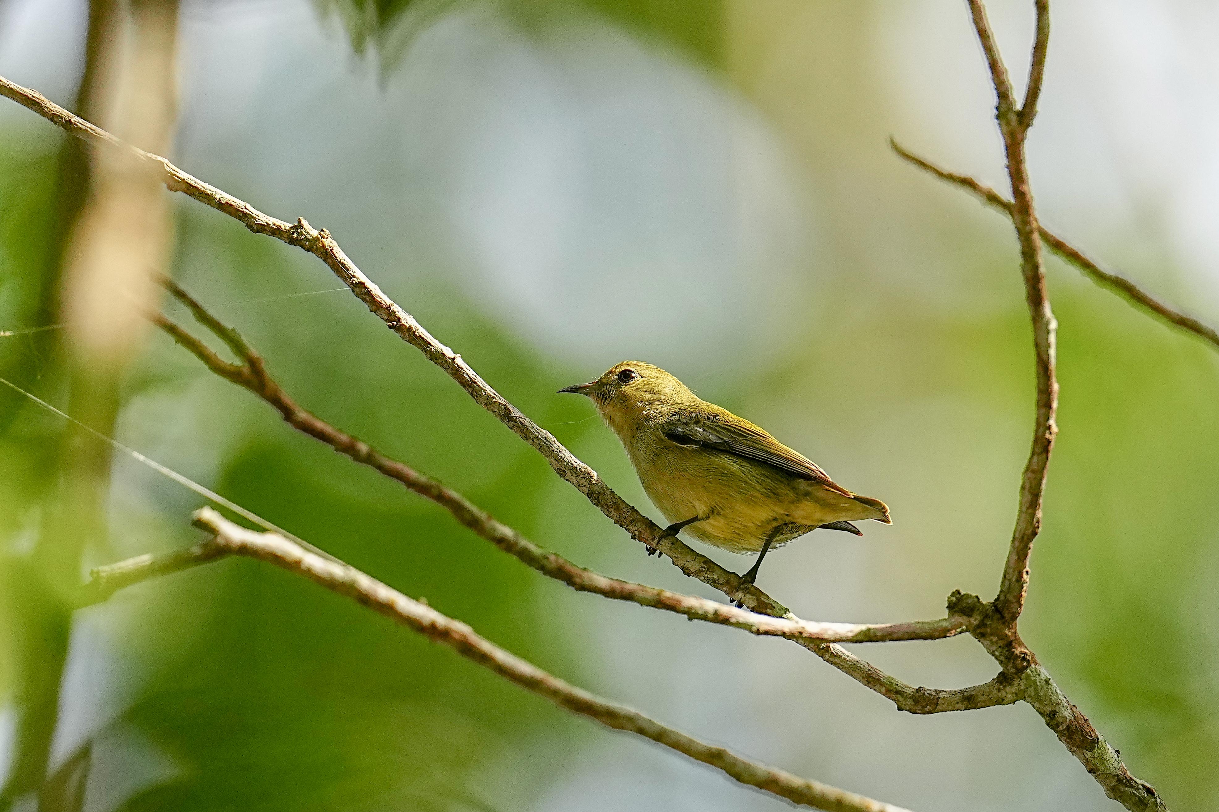 海南观鸟随记5霸王岭儋州湾勺嘴鹬领角鸮仓鸮