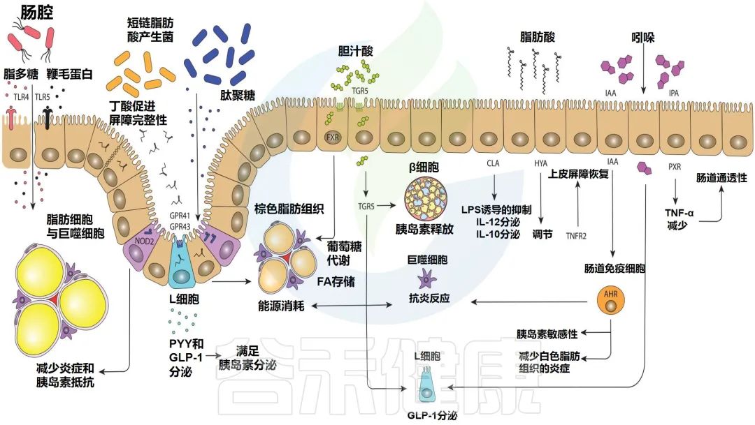 肥胖基因科学研究最新消息,微生物减肥功效与作用