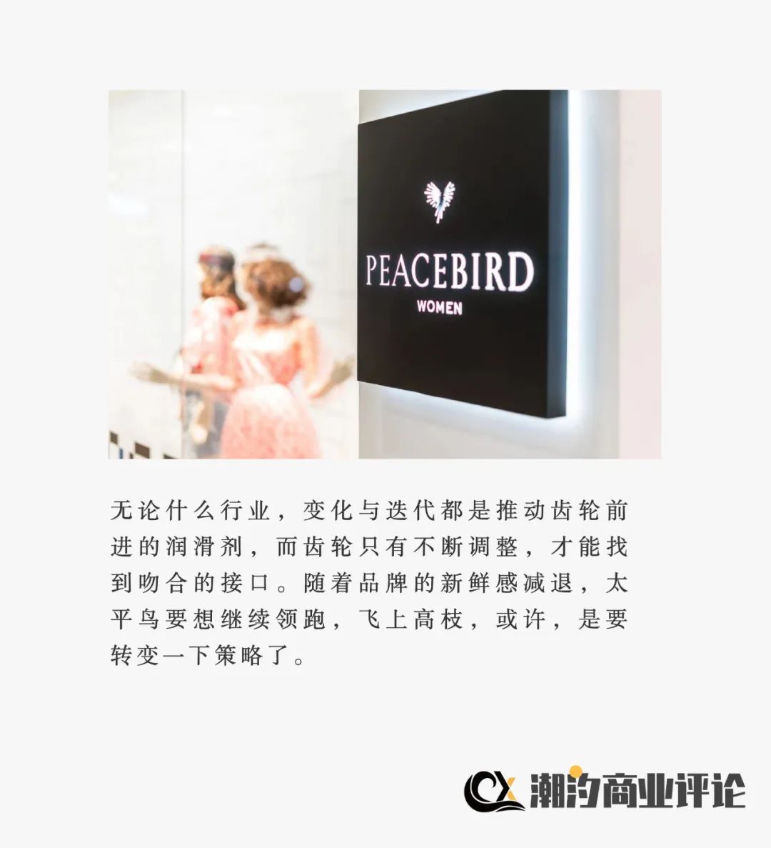 太平鸟雪天枝头觅食图片,东北大雪中太平鸟枝头觅食