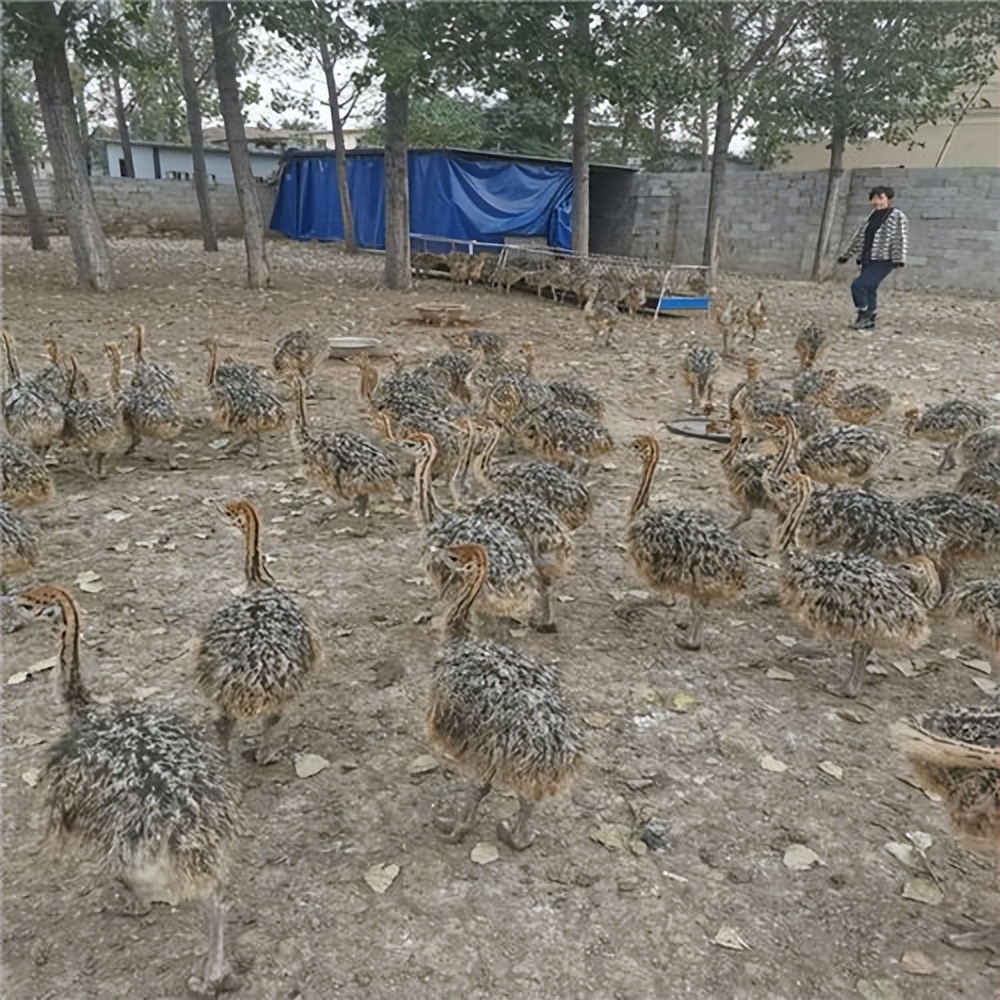 冷门养殖收益排行榜前十,冷门养殖利润排名