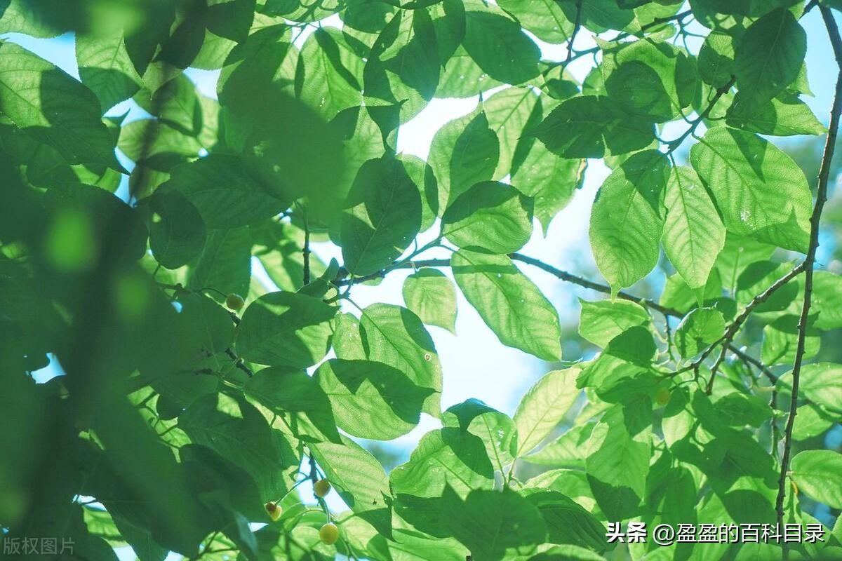 夏天犯困怎么提精神,夏天犯困一招解决