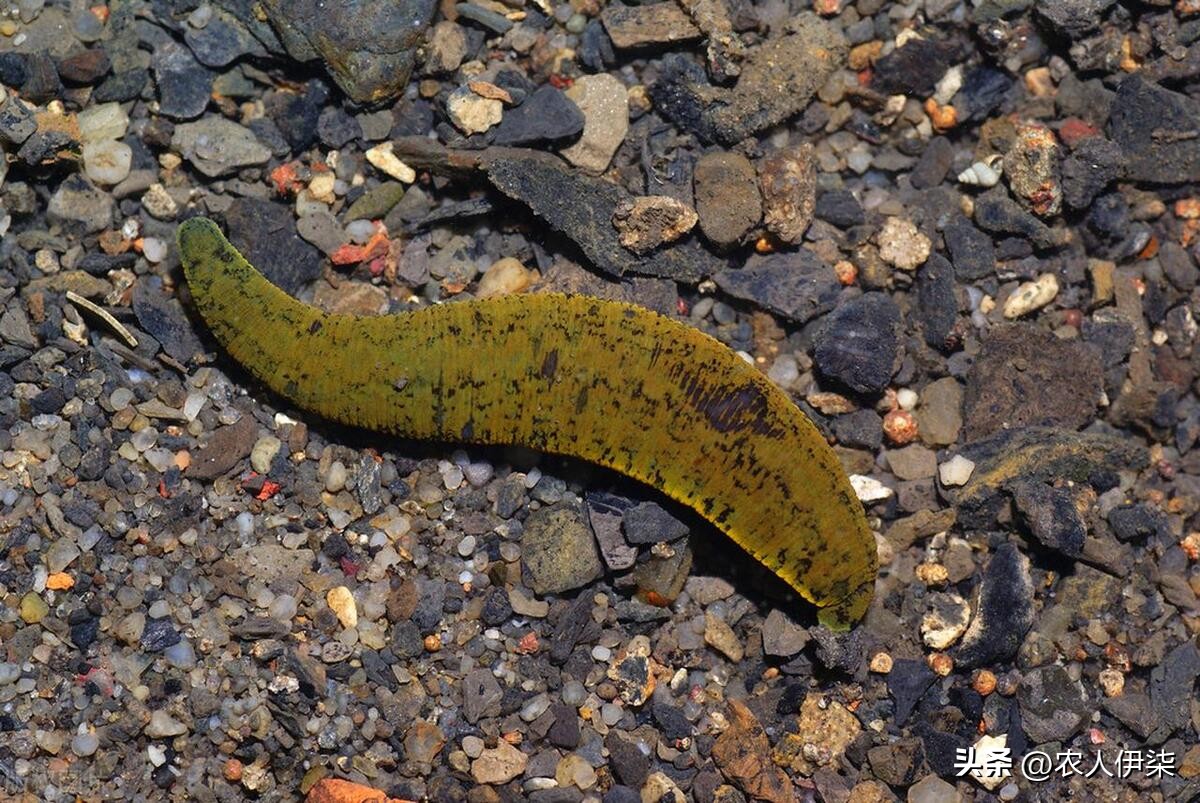 养殖蚂蟥一亩一年能赚多少钱,养殖十斤蚂蟥一年赚多少钱