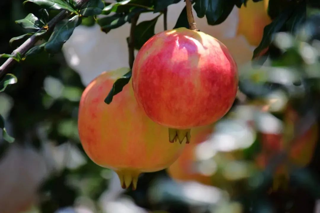 四川大山里有啥名贵药材,四川农村的十大特产