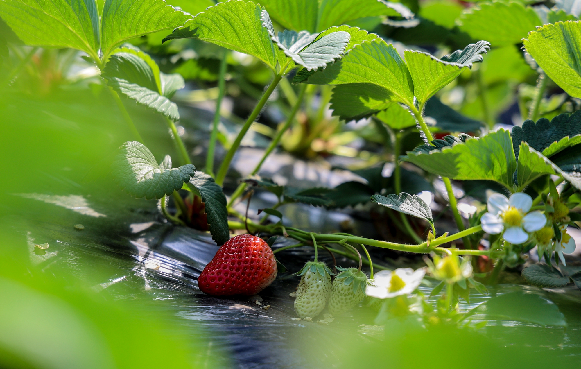 “云”上摄影展丨《徐村*光春**美人勤春来早》