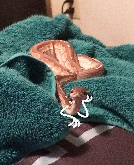 吃一顿肉能扛几天不吃饭,吃一顿饭撑两天