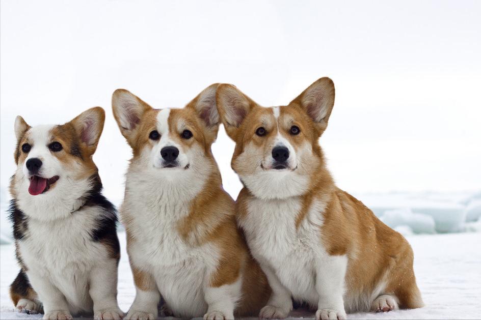 柯基比熊哪个聪明,柯基比熊博美哪个比较聪明