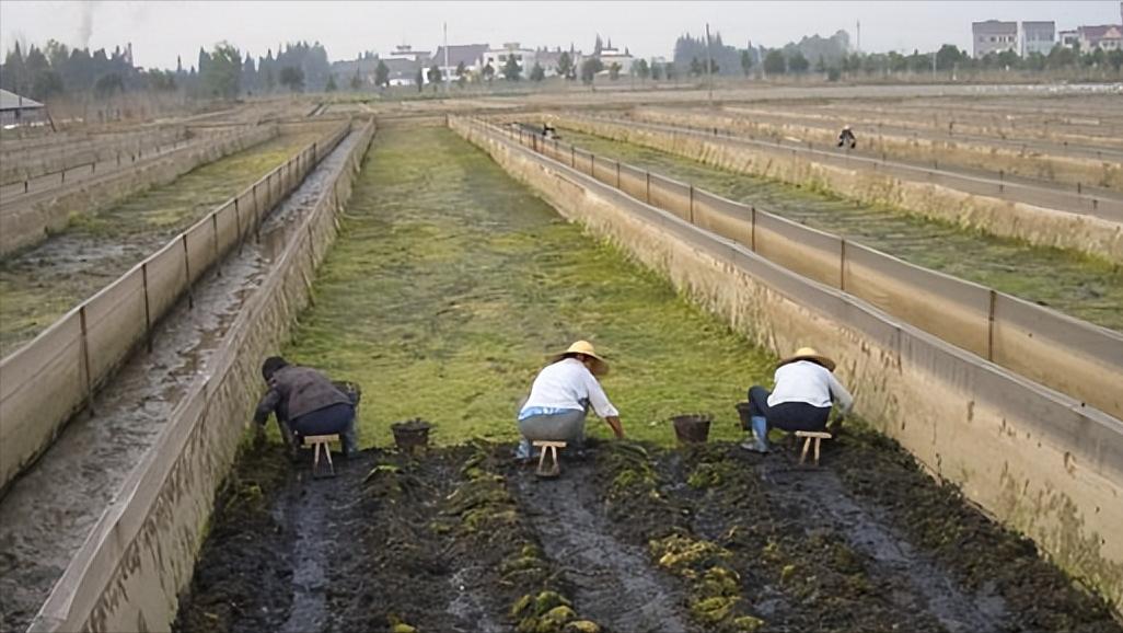 水蛭立体养殖箱制作材料,牡丹江水蛭立体养殖